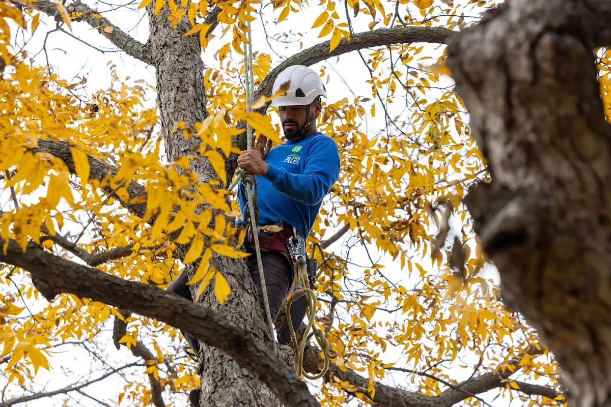 Skilled Tree Transplanting crew working in Laurel