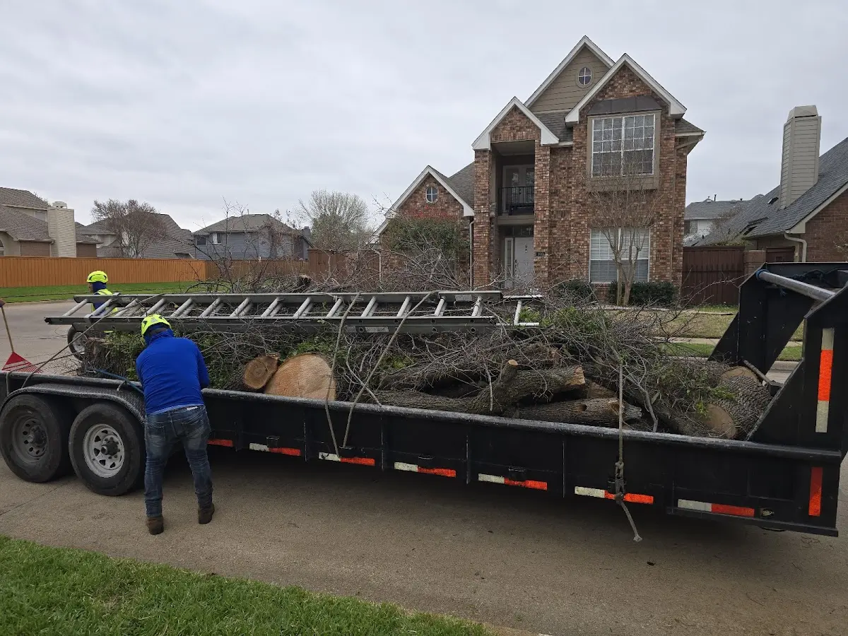 Expert Deadwooding with proper safety equipment in Laurel